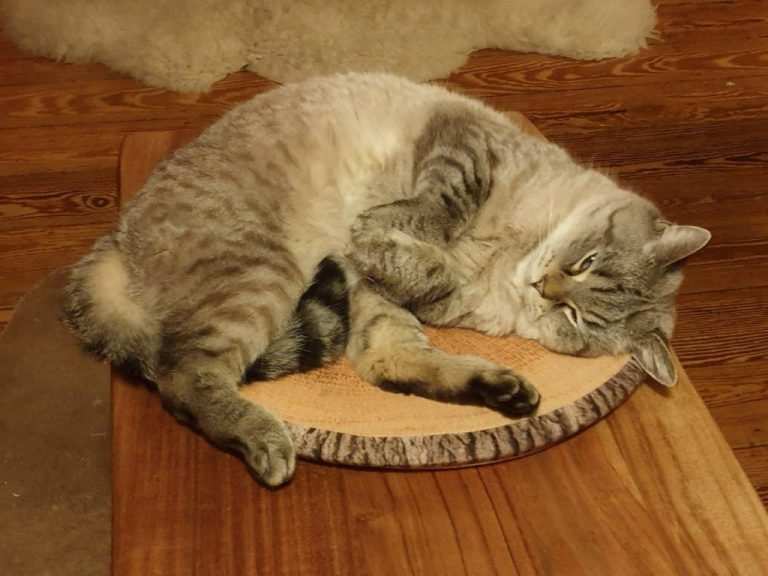 Katze