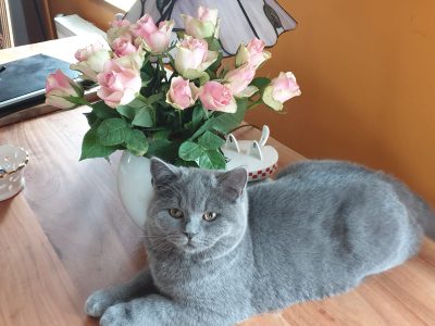 Katze